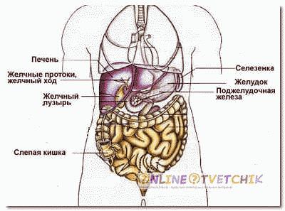 строение огранизма