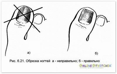 техника нанесения педикюра