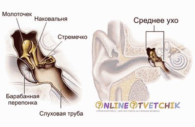 строение уха