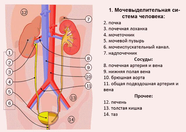 Почему болит низ живота у женщин: причины